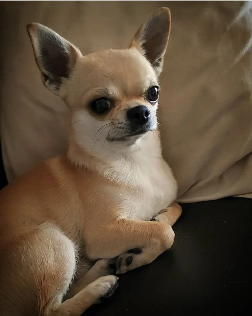 Chihuahua à Vendre – Petit Format, Grand Caractère