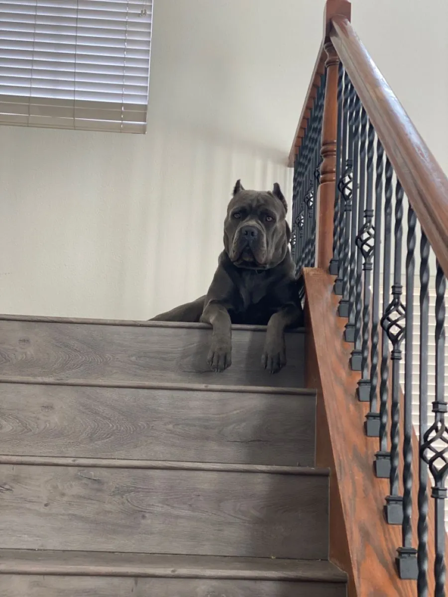 出售卡斯罗犬——强壮且具有保护性