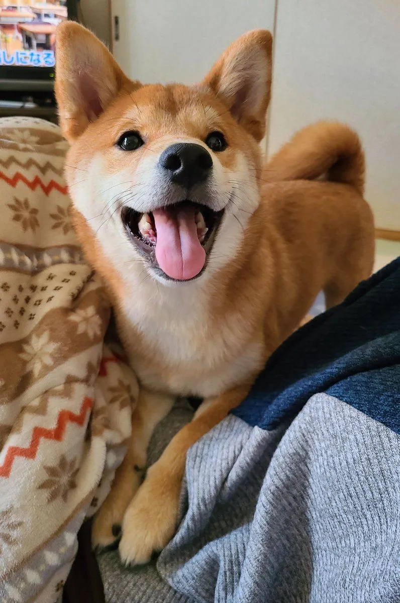 走失的柴犬——求助