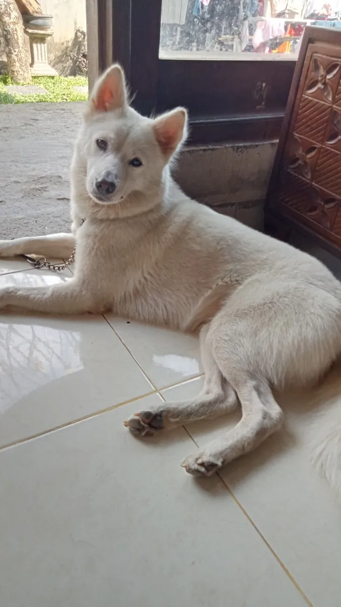 Нуреонги доступен для разведения.