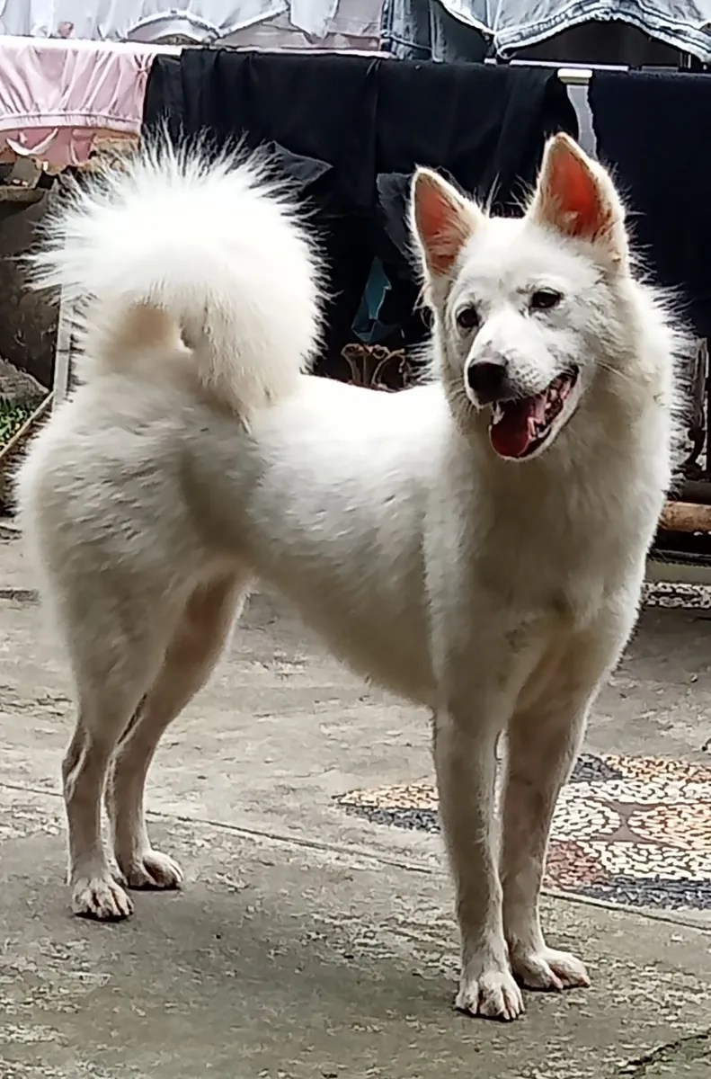 Нуреонги доступен для разведения.