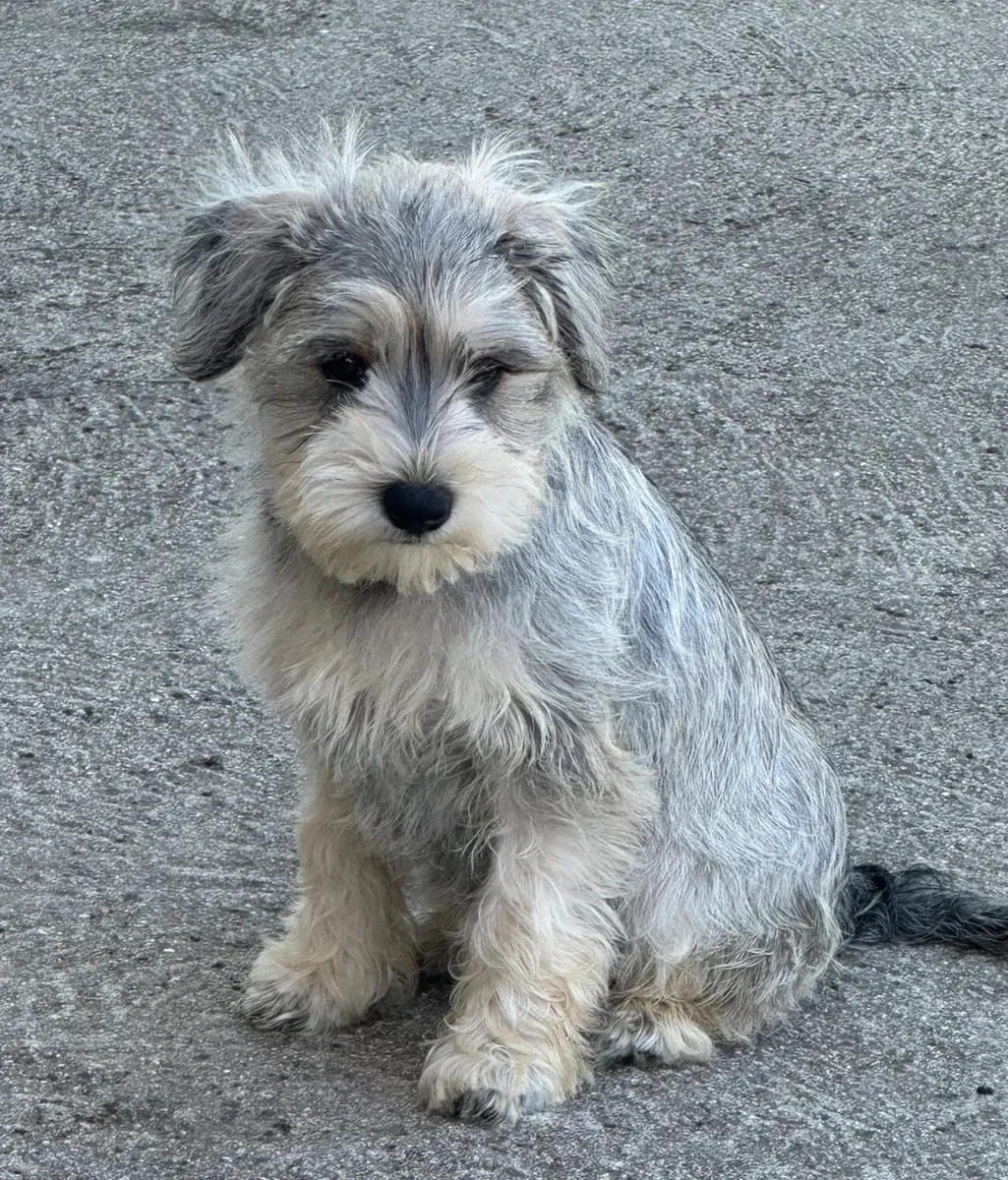 SCHNAUZER MINI