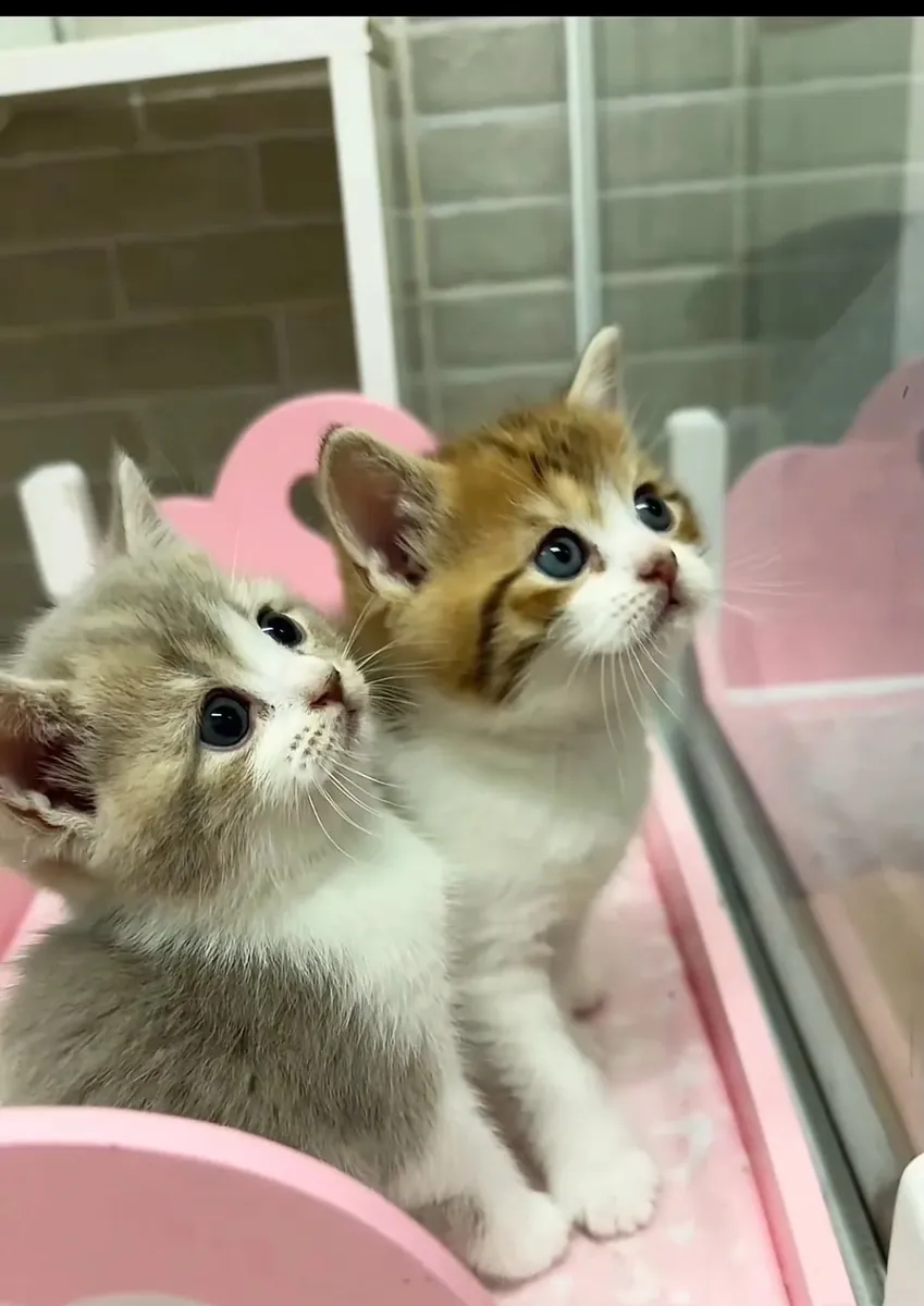 British y Scottish gatitos