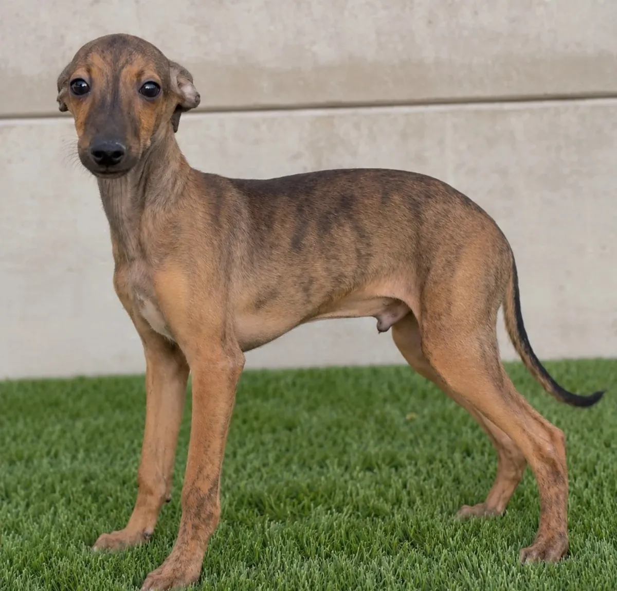 Cachorros de Whippet increíbles