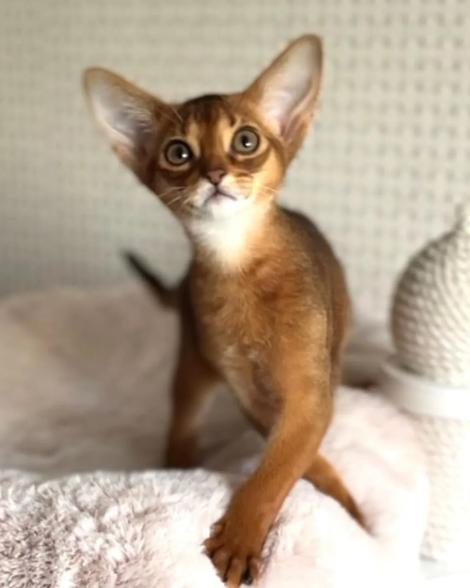 hese kittens have the wonderful Abyssinian
