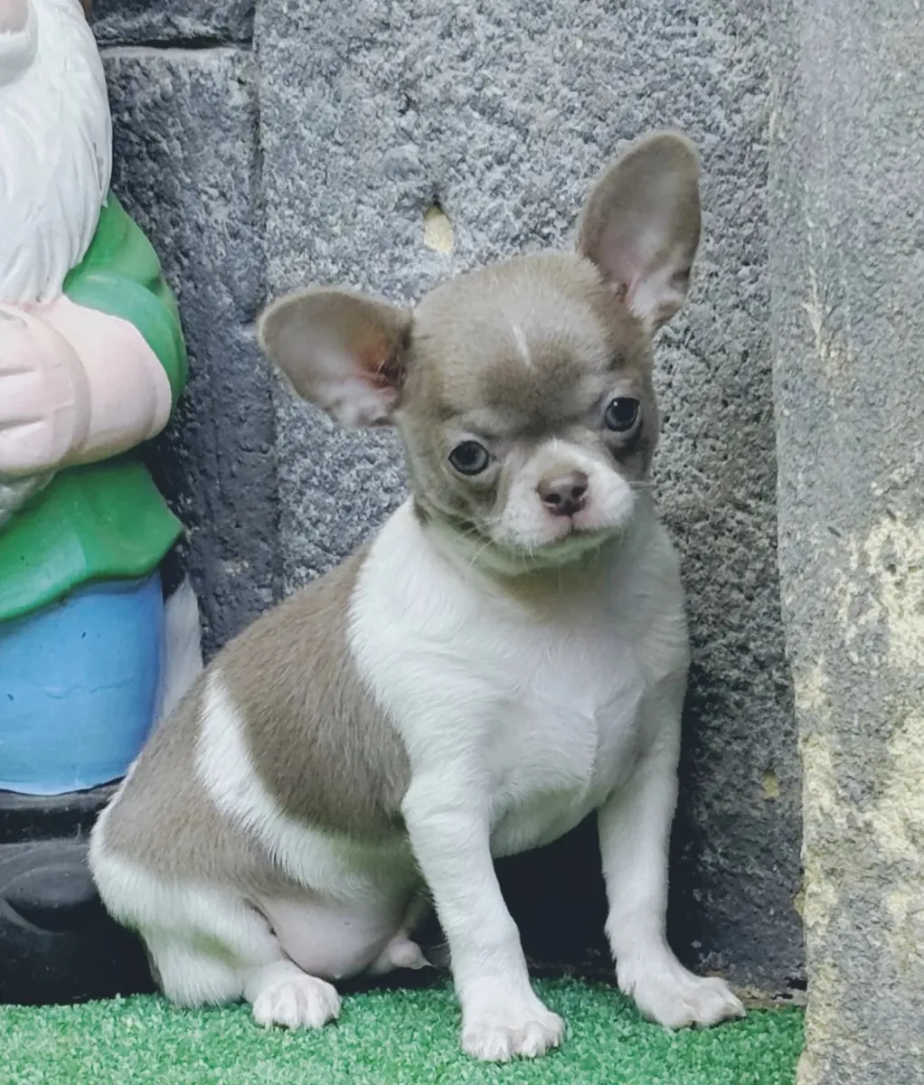 Chihuahua