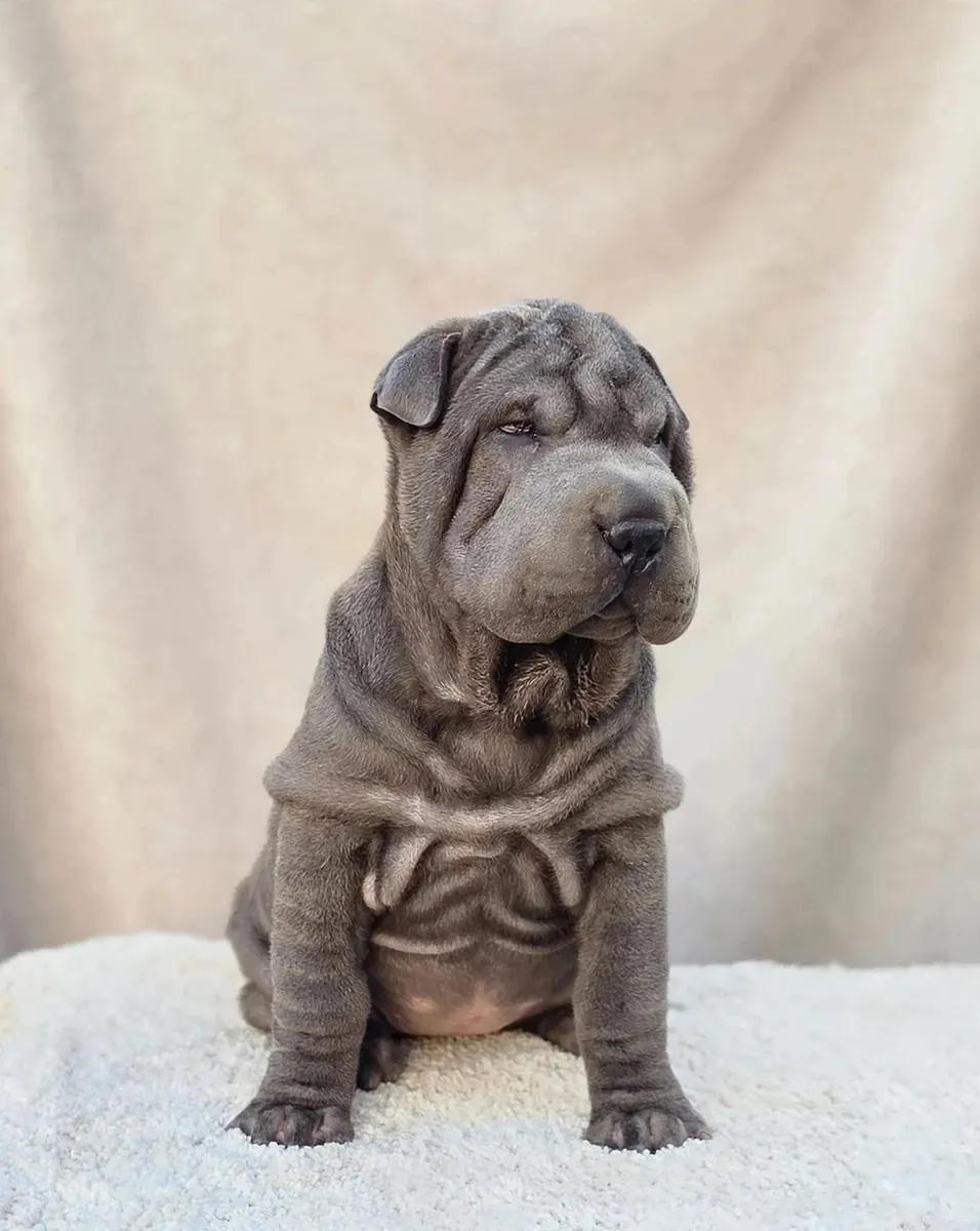 Shar pei MAVI bebekler