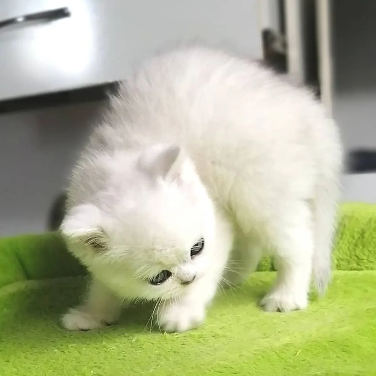 Nos chatons ont reçu leur première vaccination