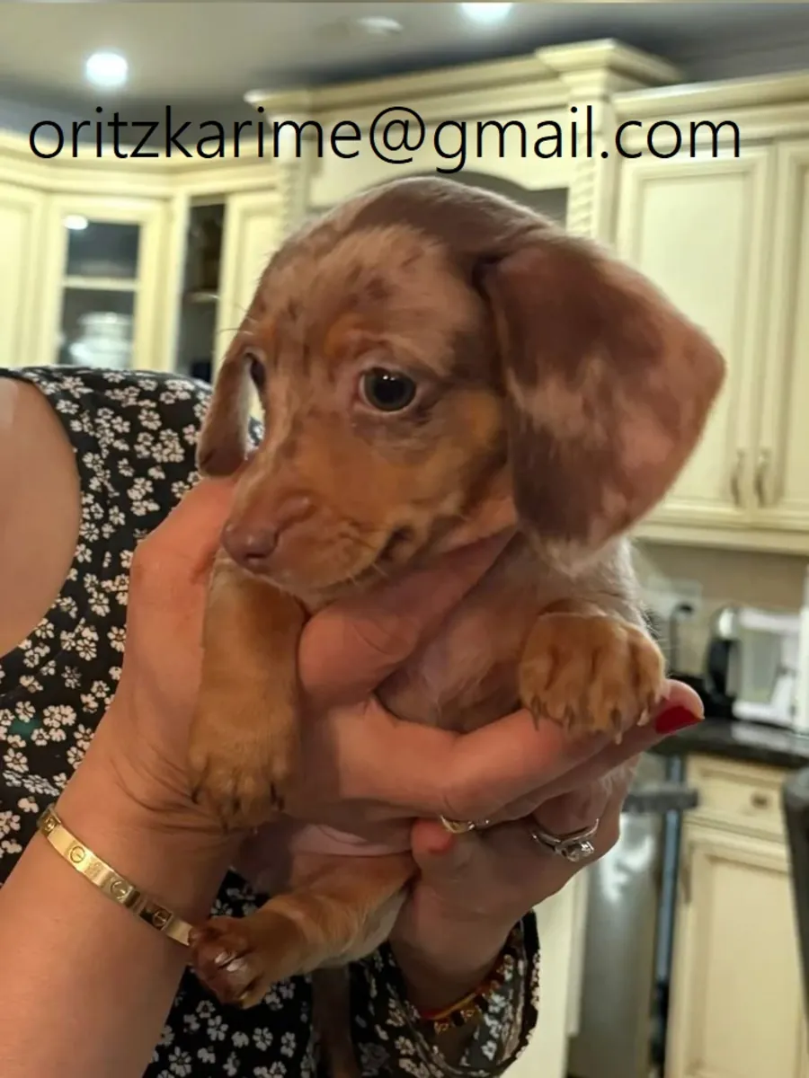 Aile sevgisi için mükemmel Dachshund yavruları