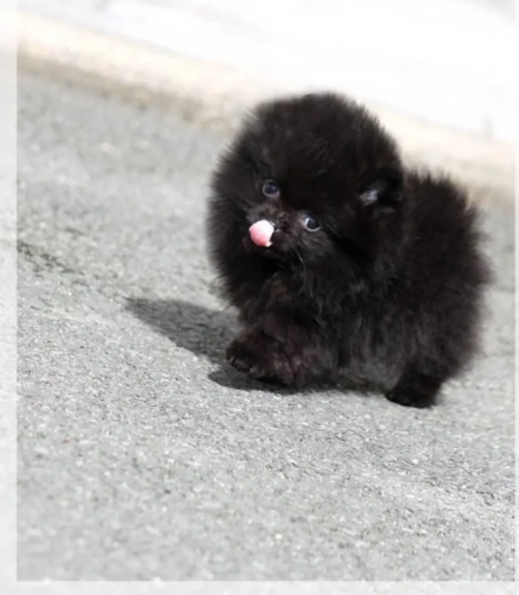 Cède chiots spitz nain
