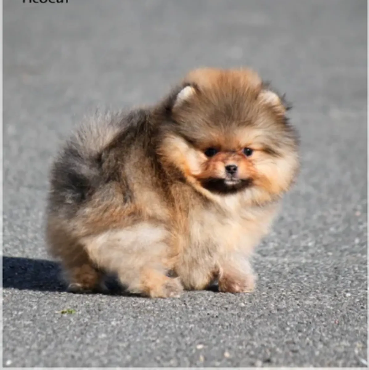 Cède chiots spitz nain