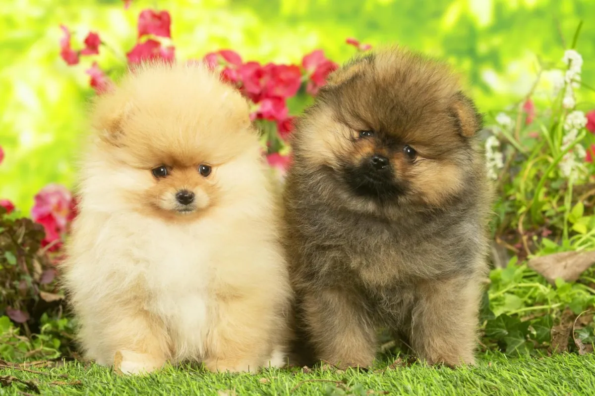 Cède chiots spitz nain
