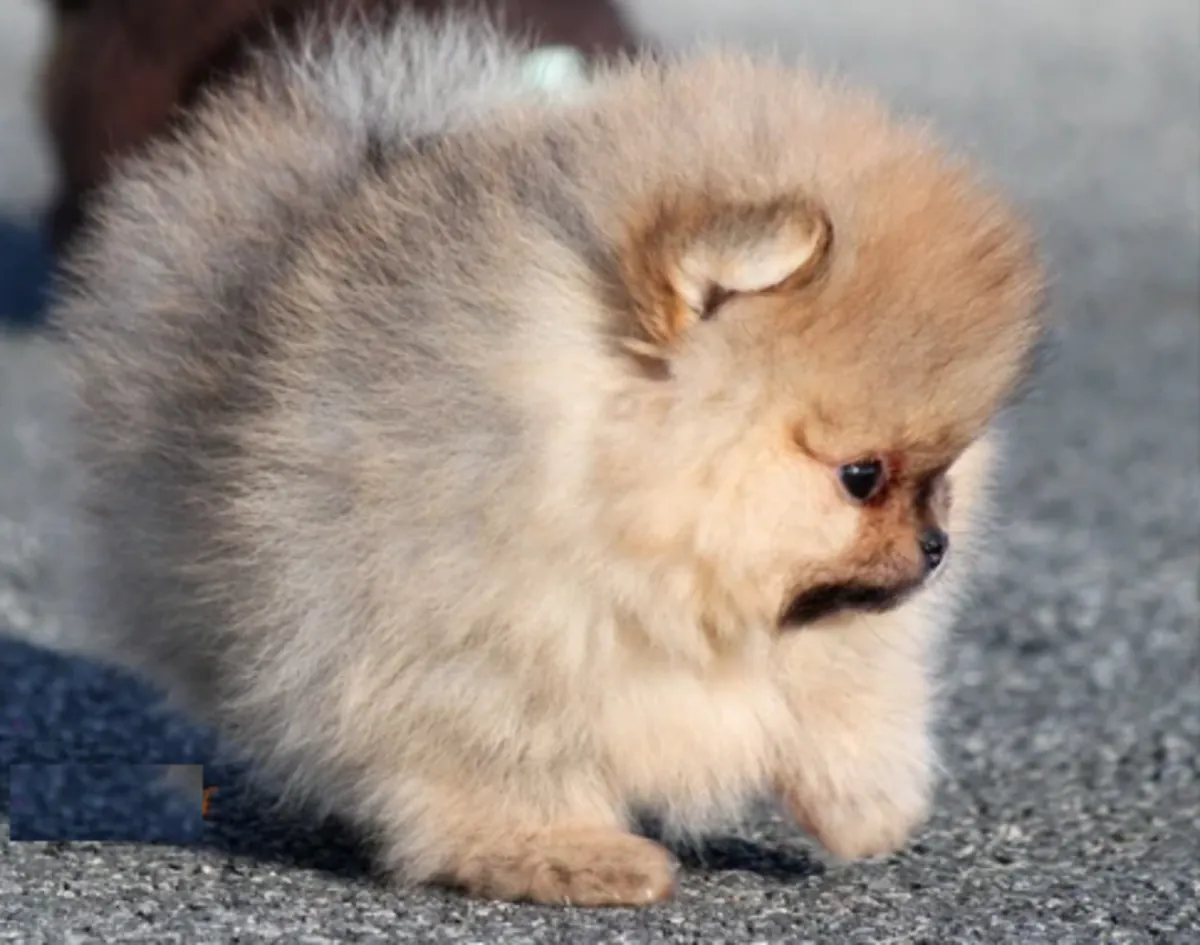 Cède chiots spitz nain