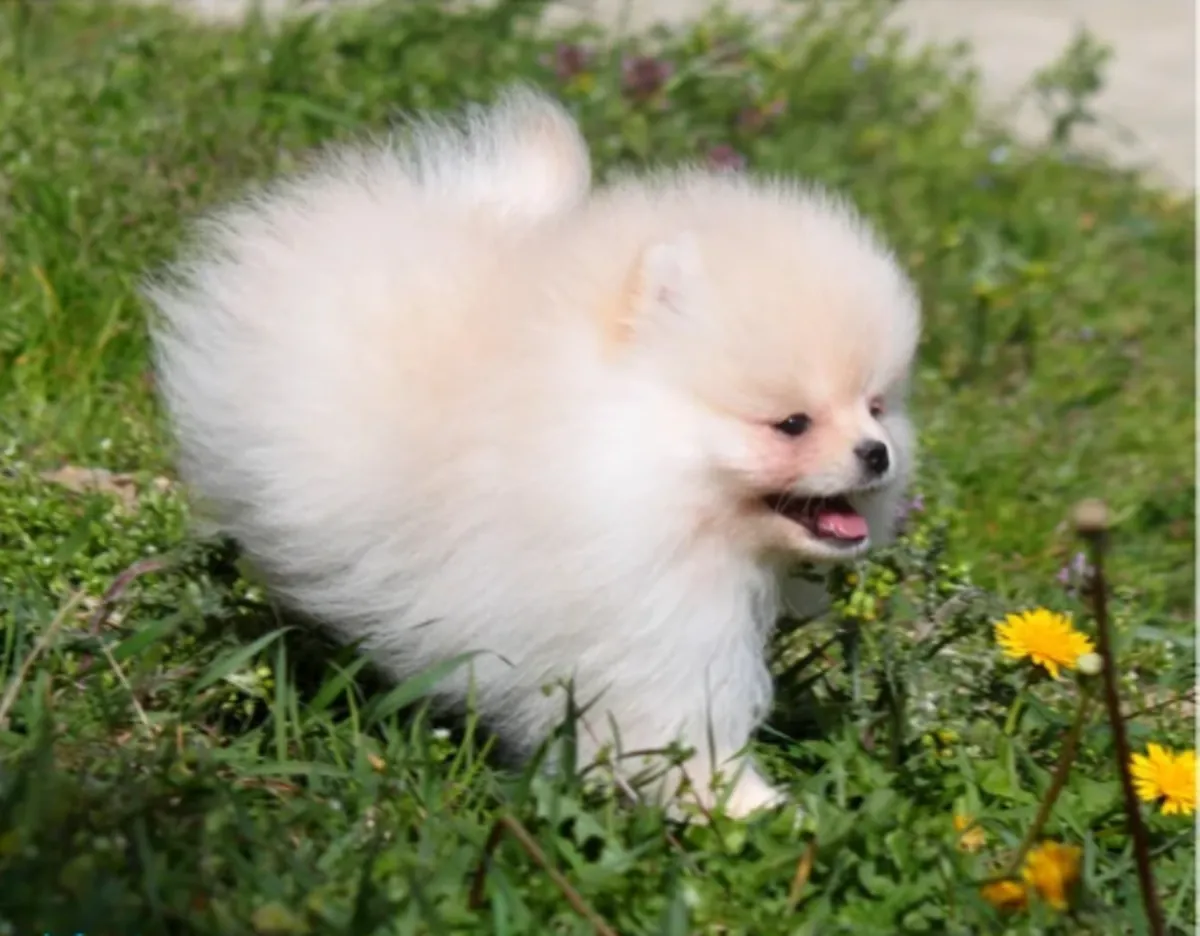 Cède chiots spitz nain