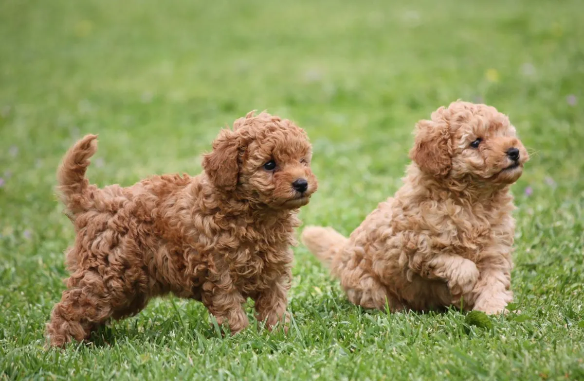 De véritables chiots Caniche Toy sont à adopter