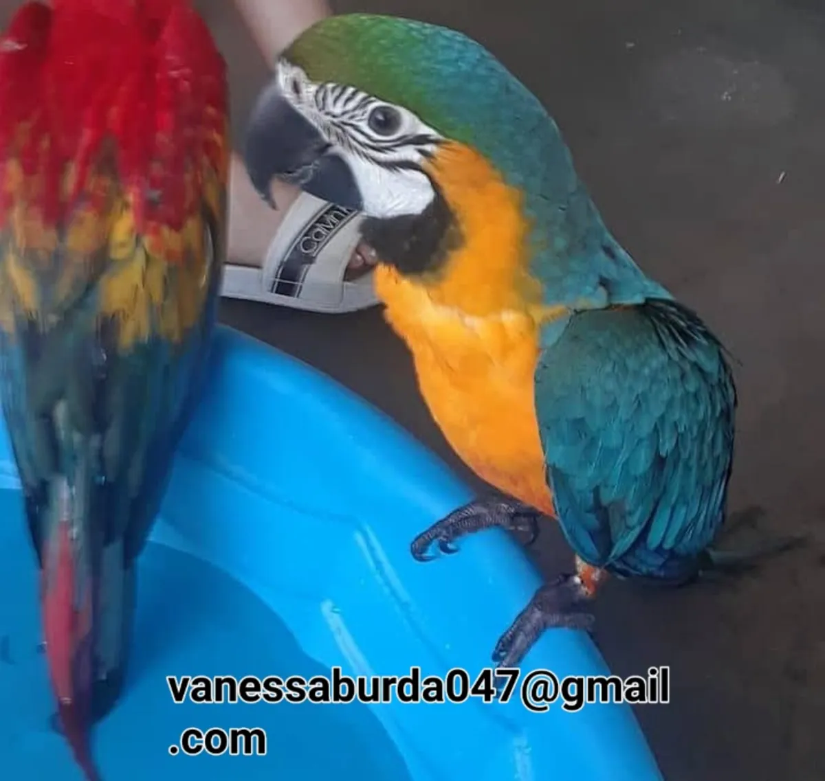 Guacamayos domesticados y habladores (por favor contáctame por correo electrónico en las fotos)