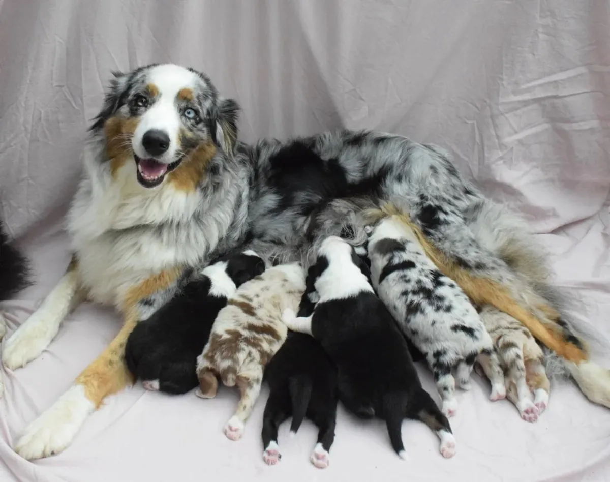 Australian Shepherd puppies