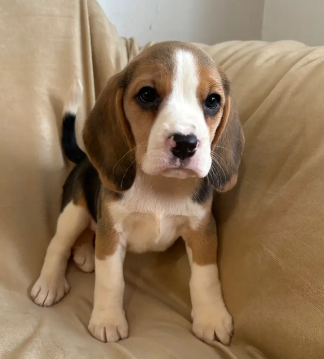 Beagle Puppies