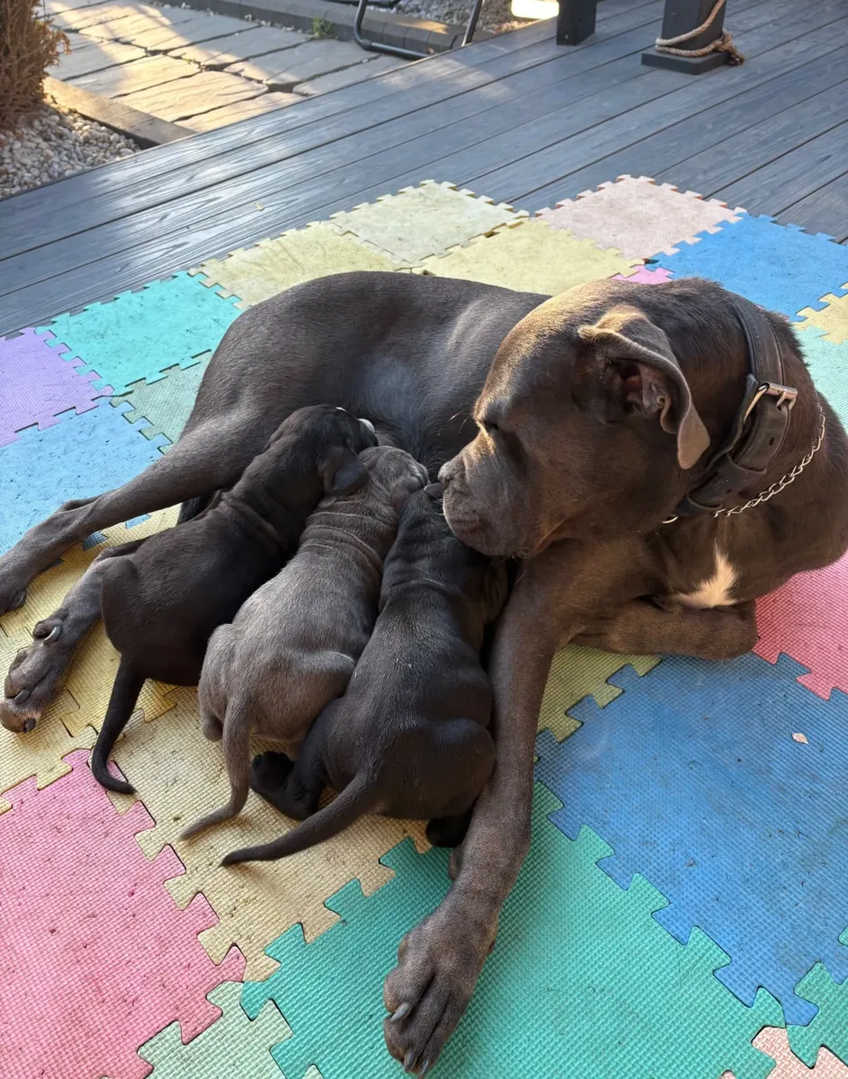 Cane Corso Puppies