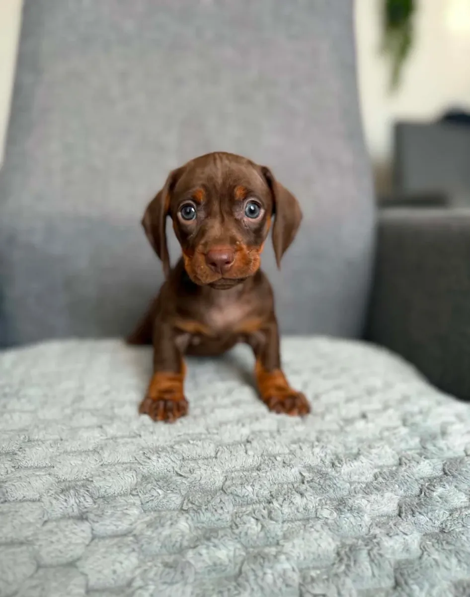 Dachshund Yavruları