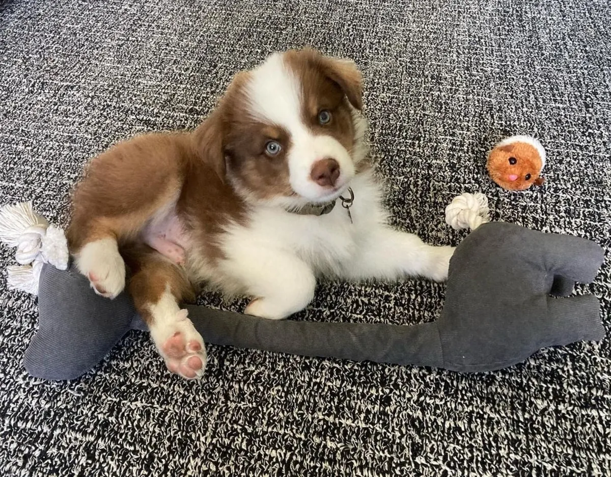 Australian Shepherd puppies