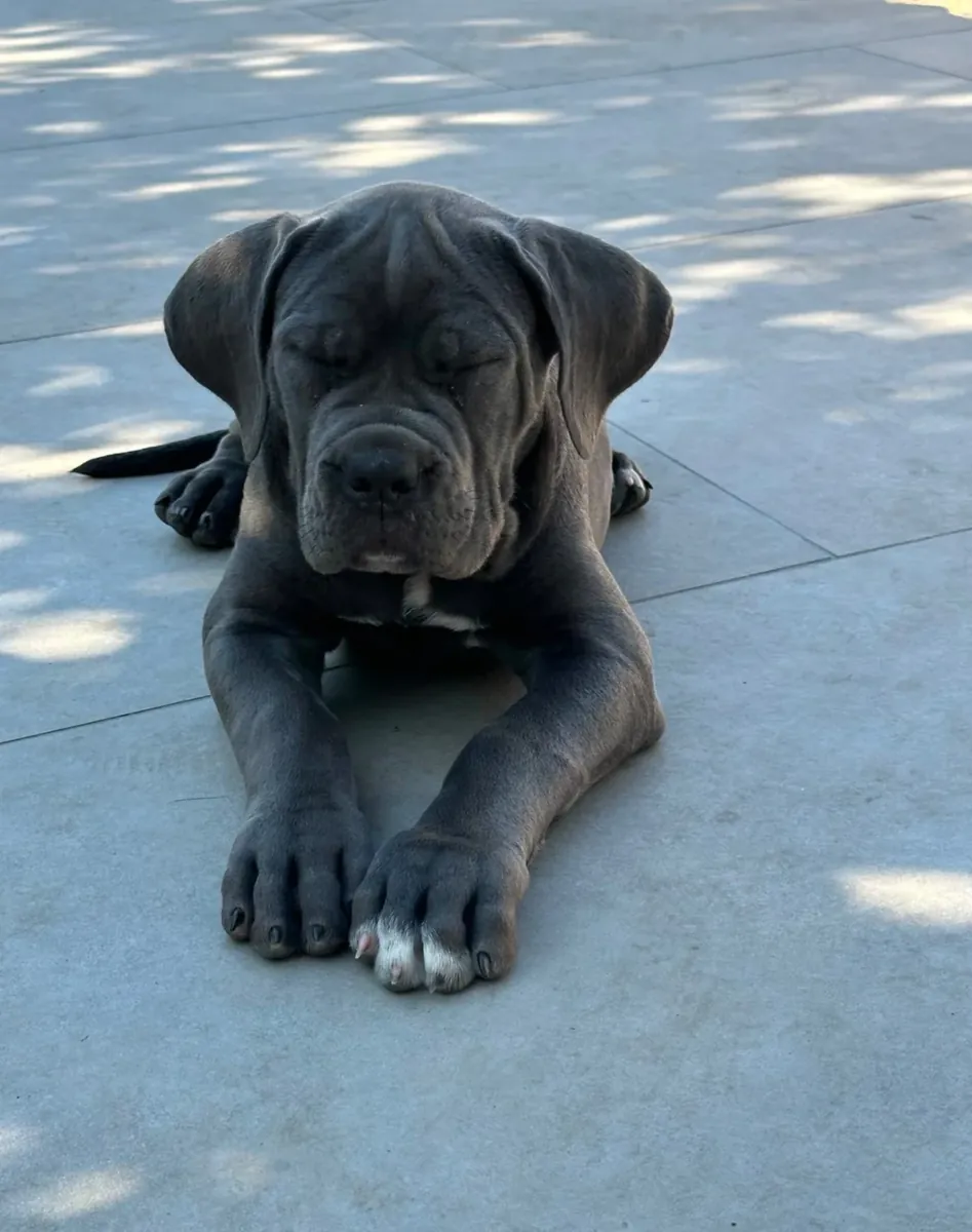 Cane Corso