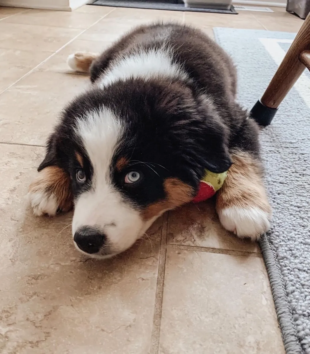 Avustralya Çoban Köpeği yavruları