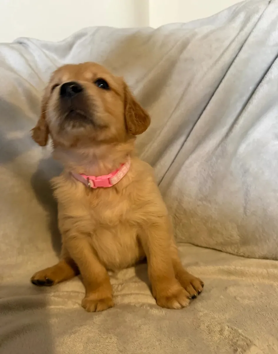 altın retriever