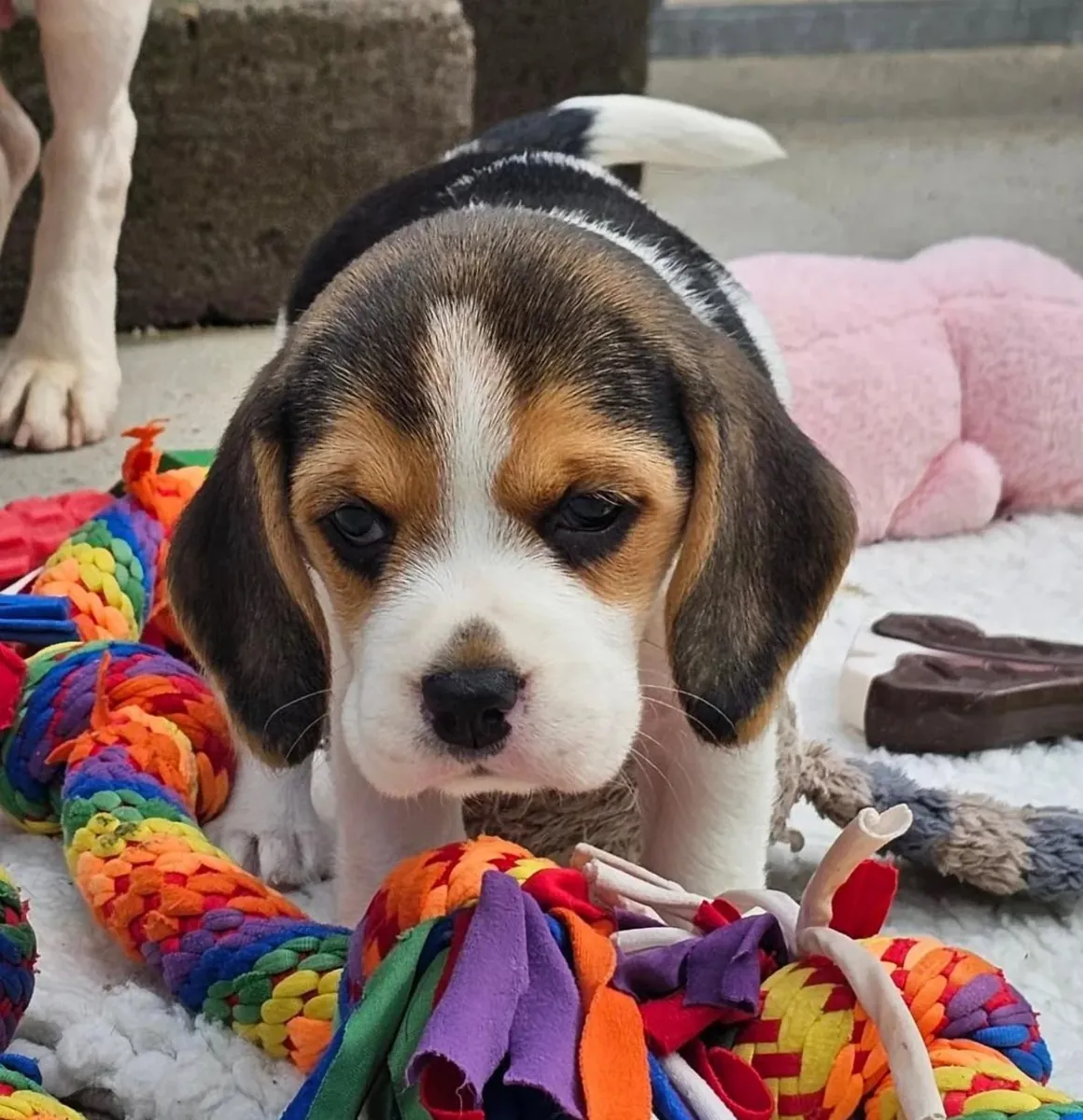 Beagle Yavruları