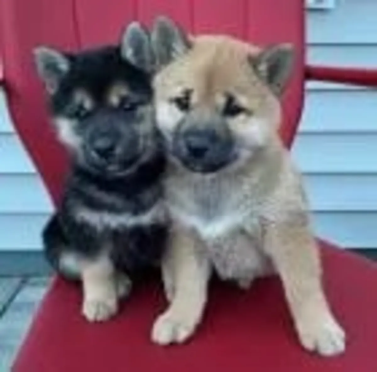 Şirin Shiba Inu yavruları