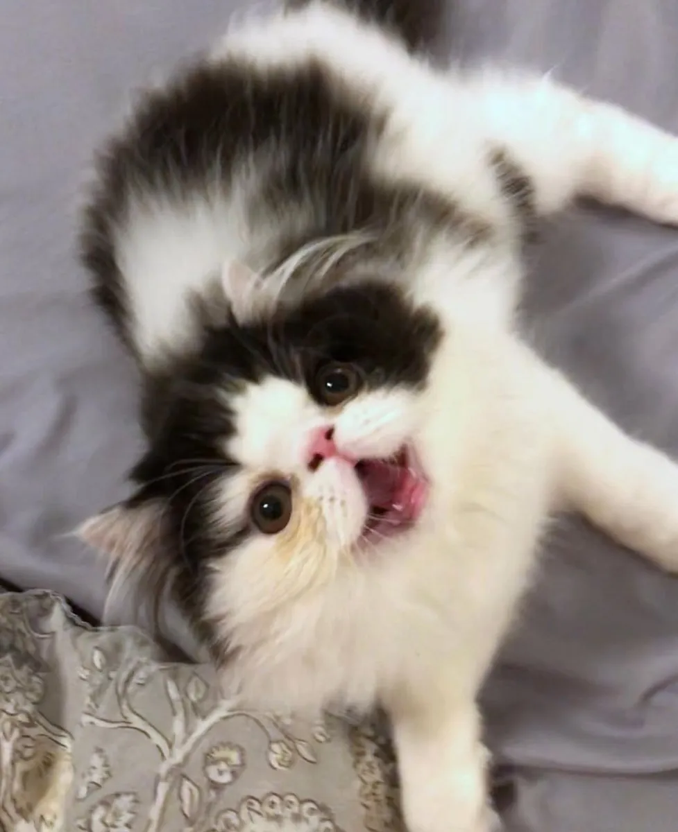 ¡Conoce a Milo!
