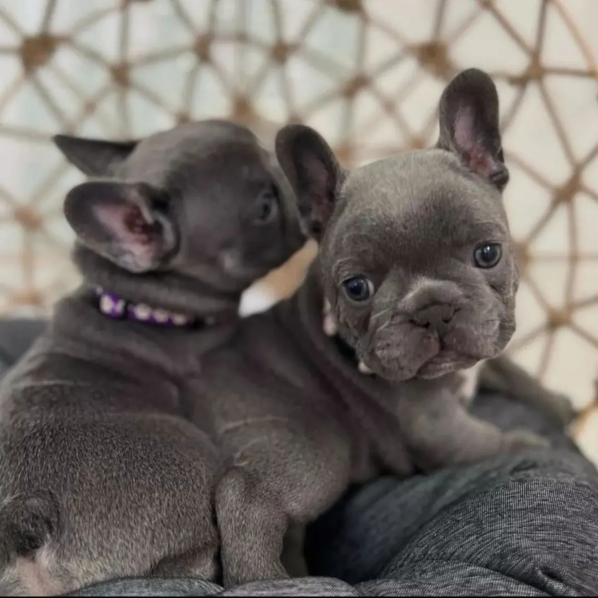 Fransız Bulldog