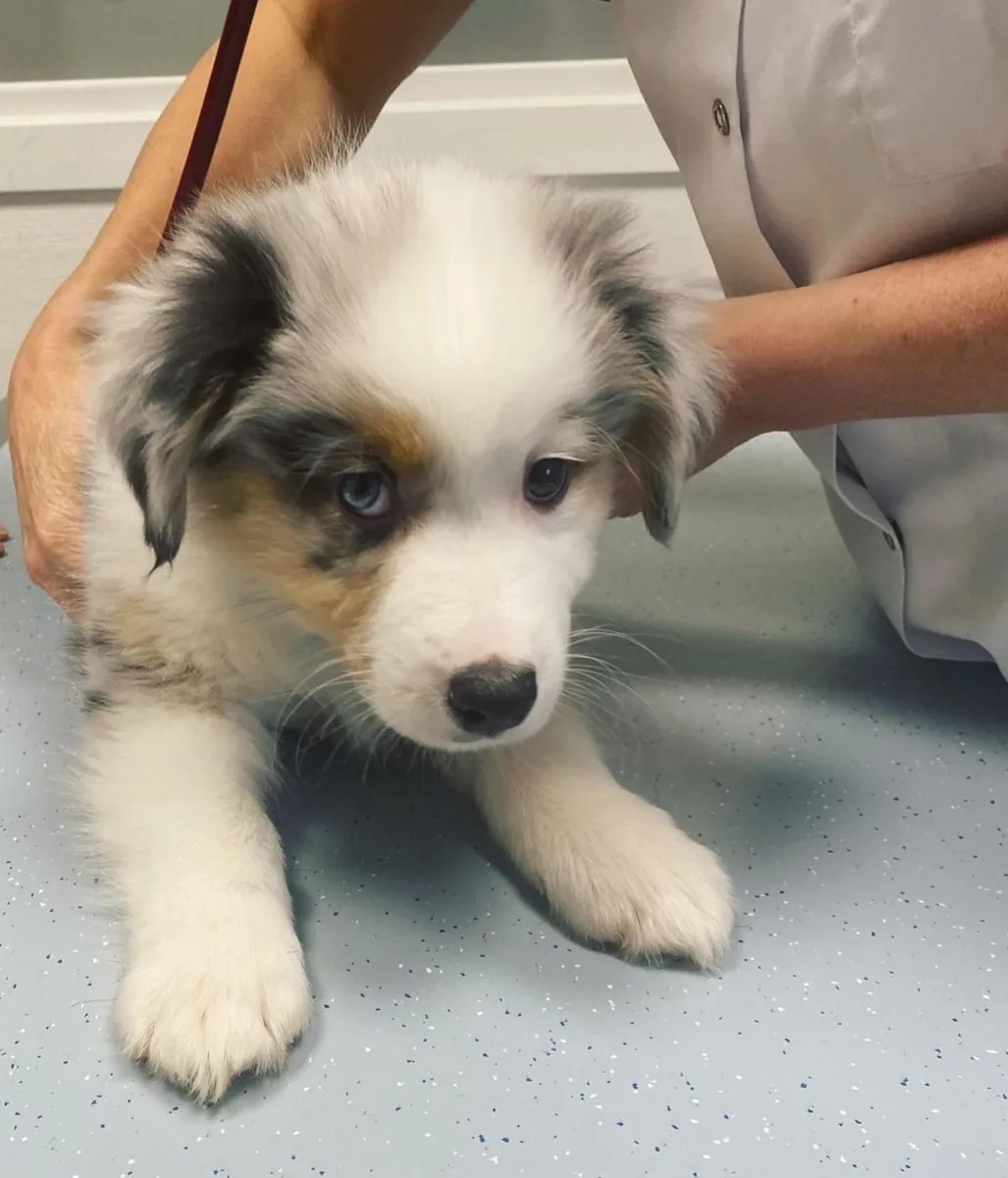 Avustralya Çoban Köpeği