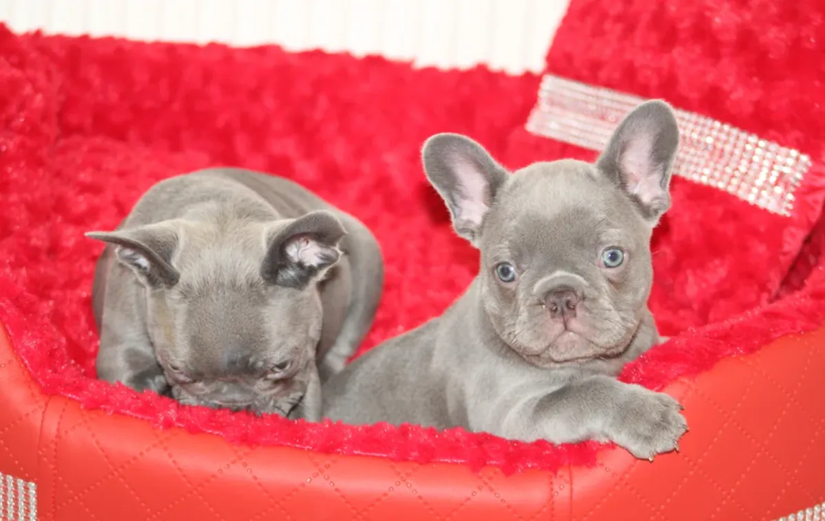 French Bulldog