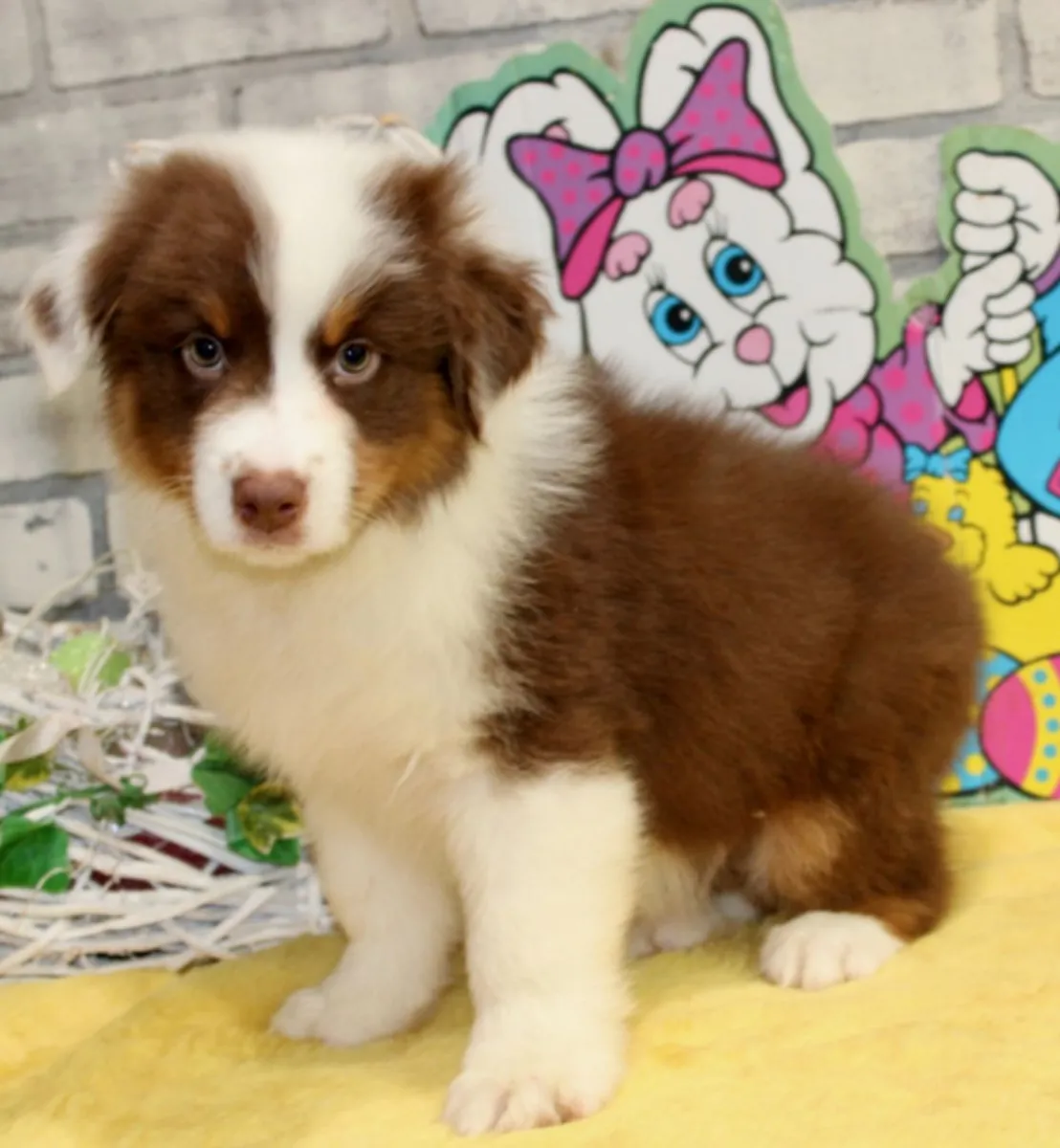 Australian Shepherd
