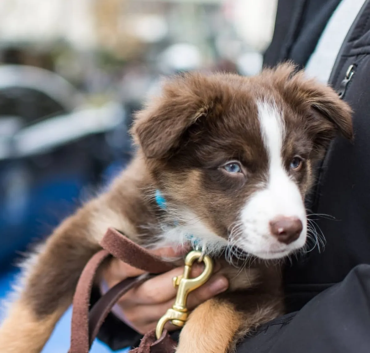 Avustralya Çoban Köpeği
