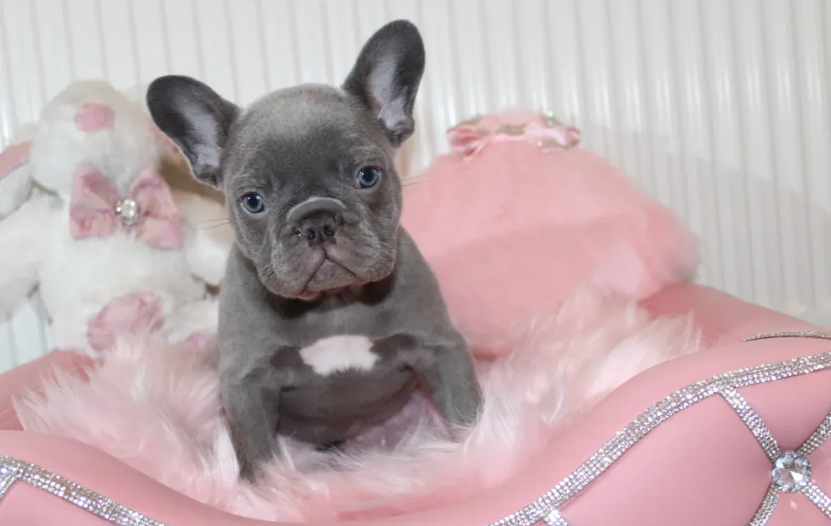 French Bulldog