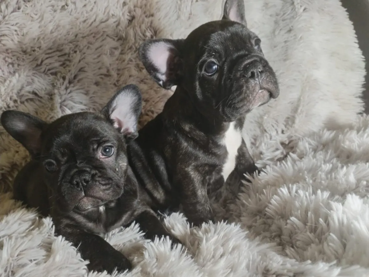 Bulldog Francés