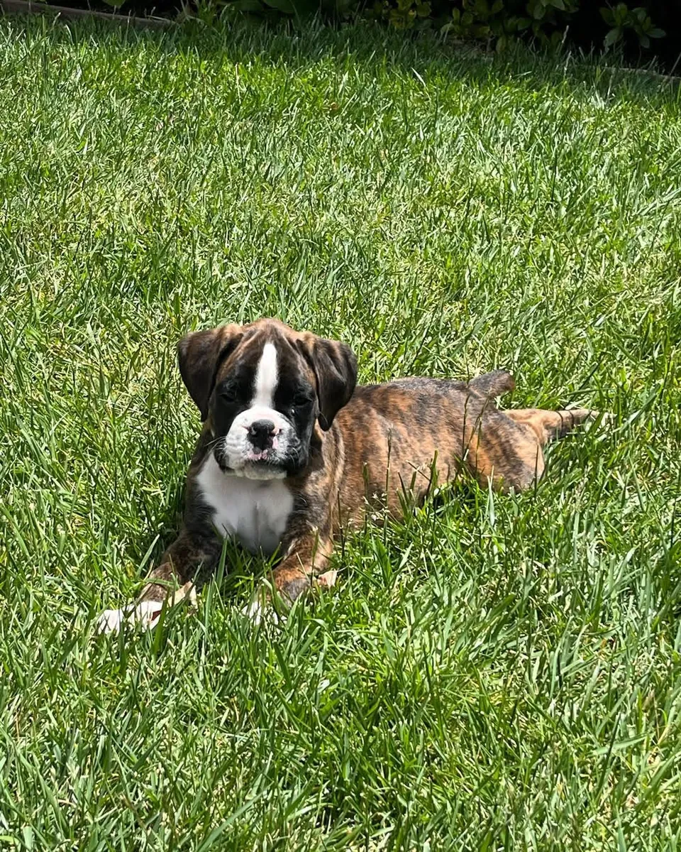 Chiots Boxer ❤️ à adopter