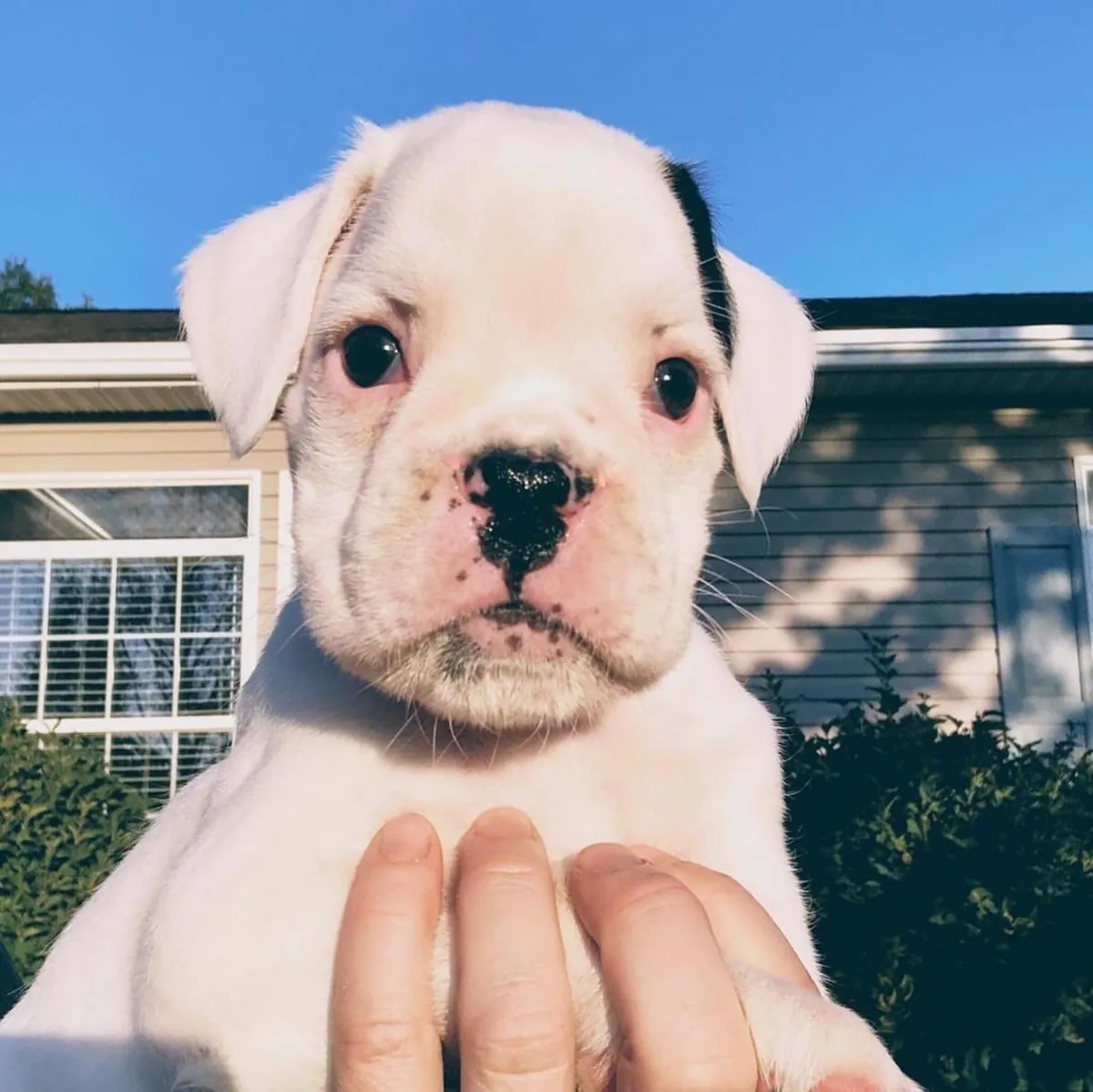 Adorables cachorros Bóxer buscan una familia