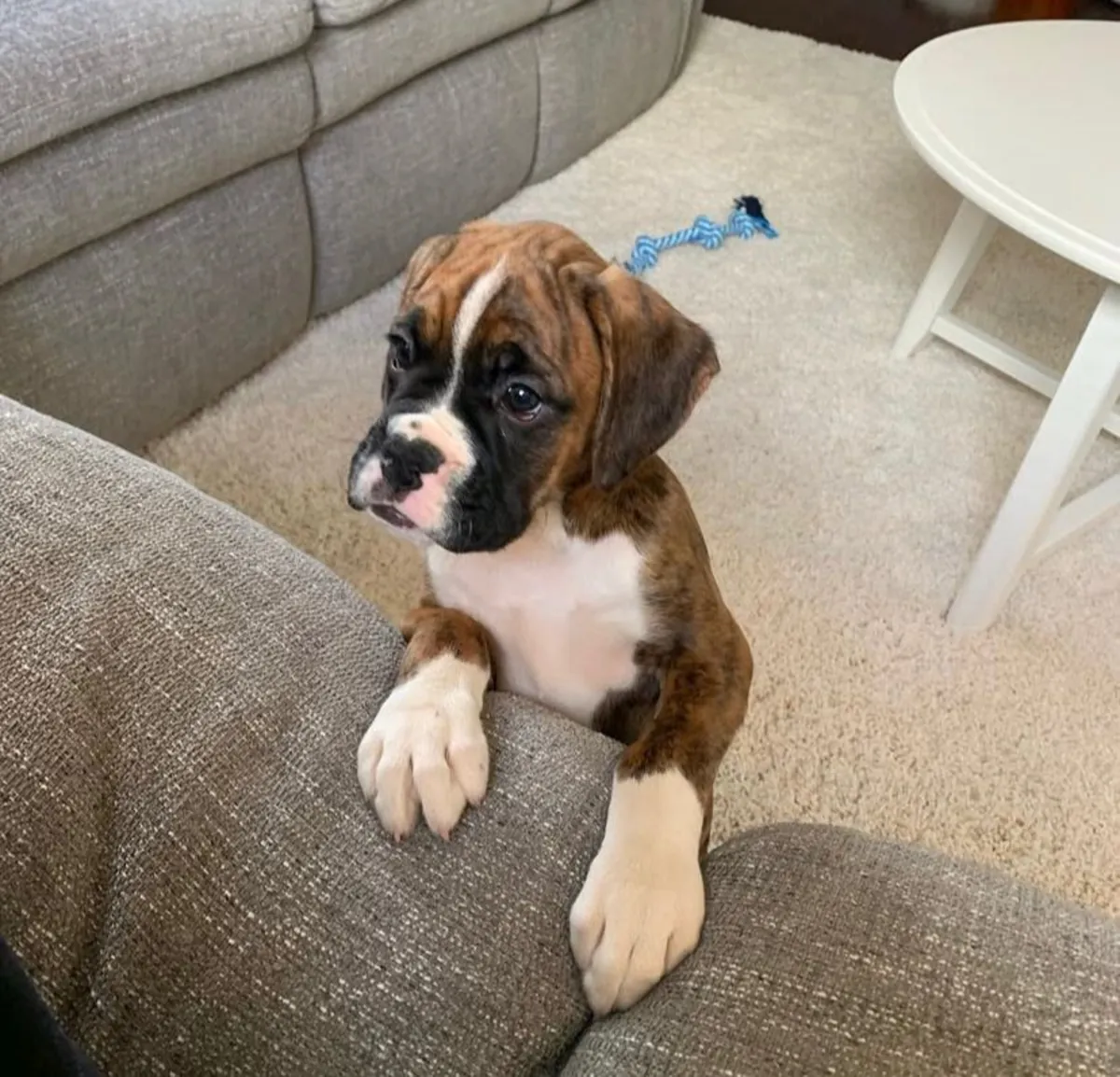 🐾🏡 Encantadores cachorros Bóxer
