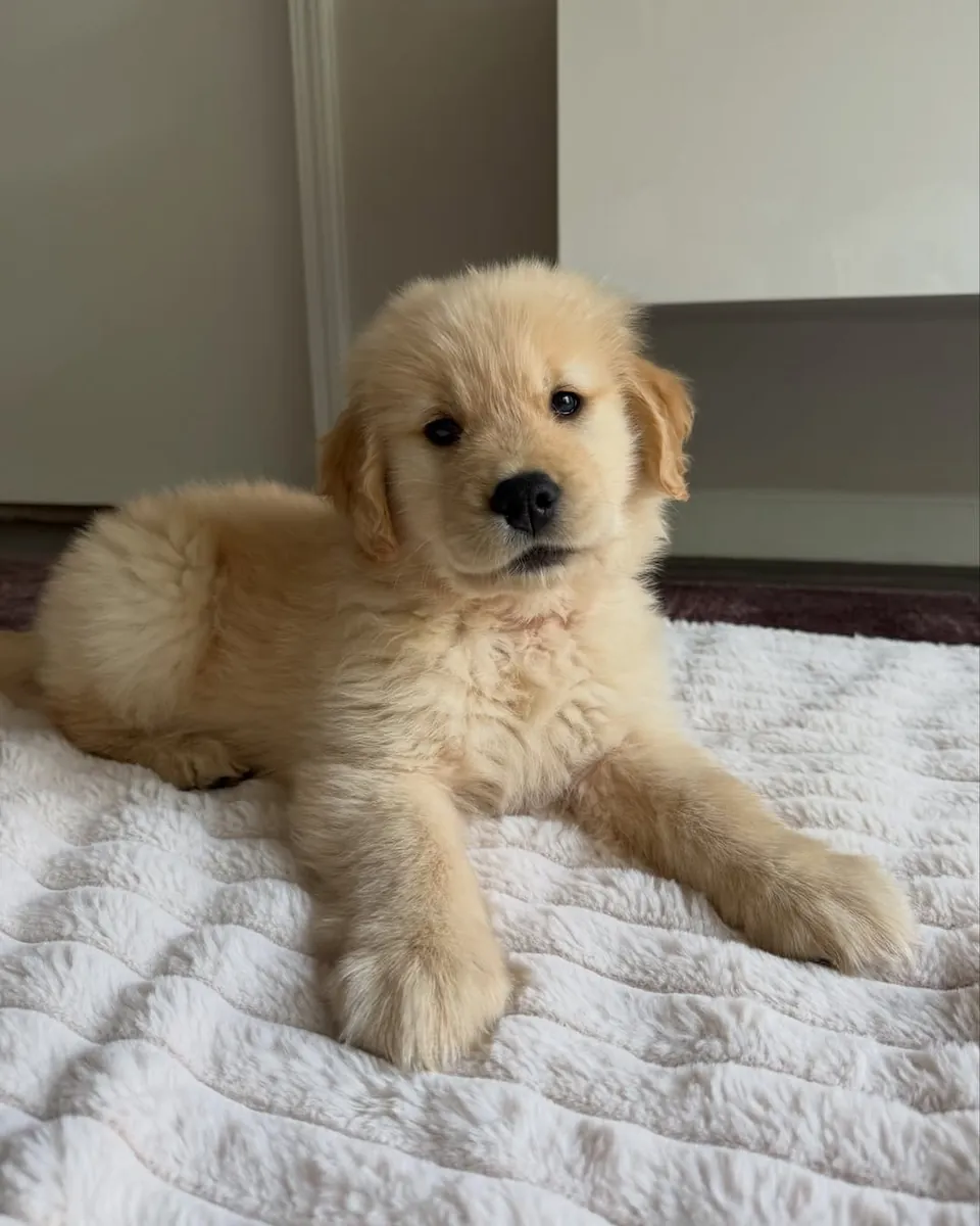 可爱的金毛寻回犬幼犬