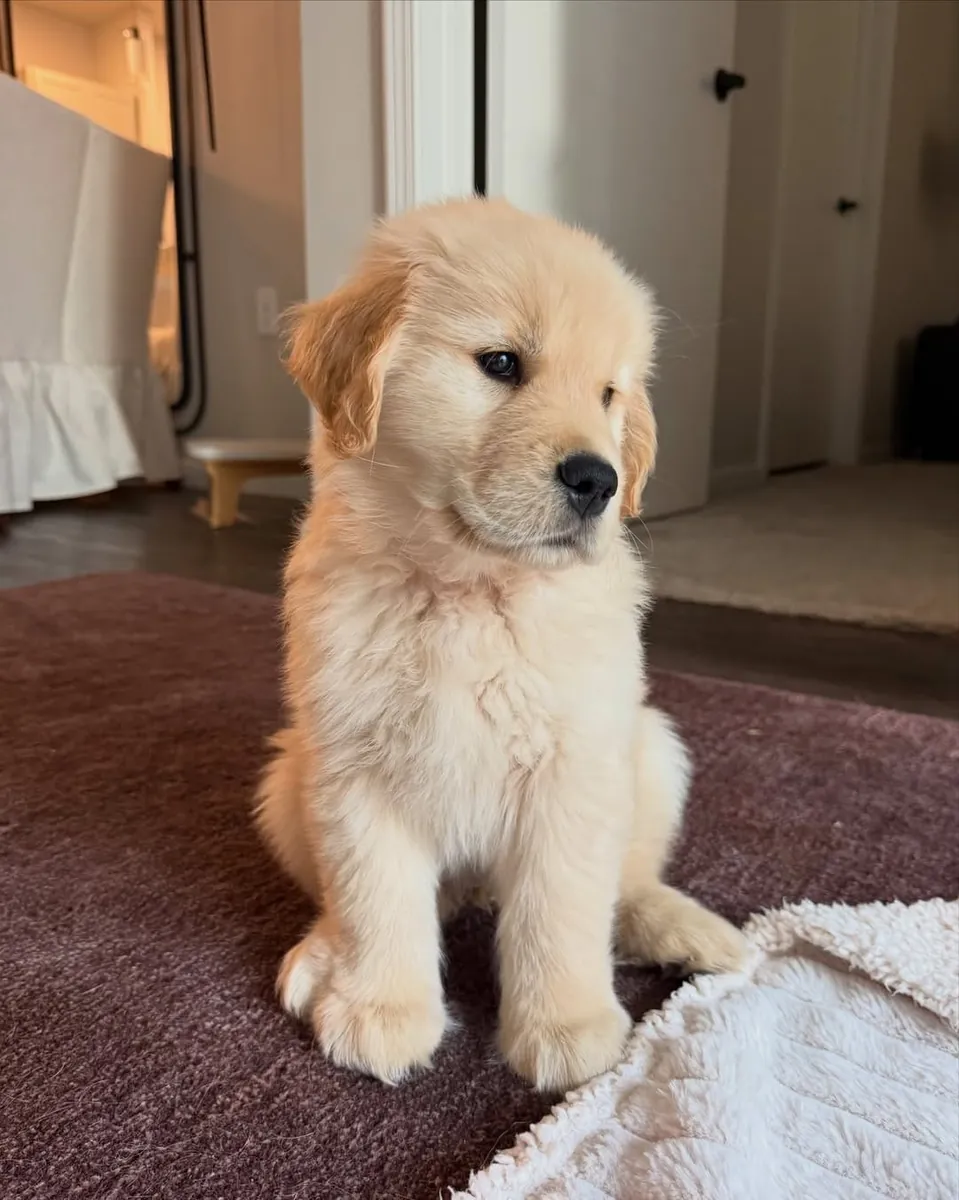 可爱的金毛寻回犬幼犬