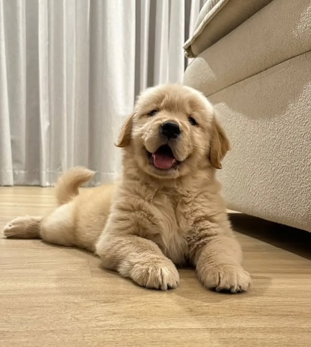 Sevimli Golden Retriever yavruları