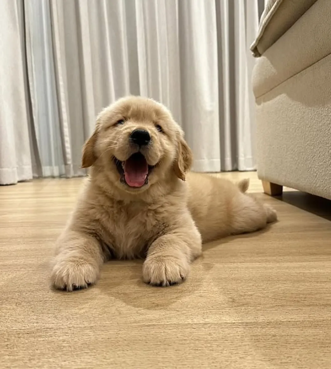 Sevimli Golden Retriever yavruları
