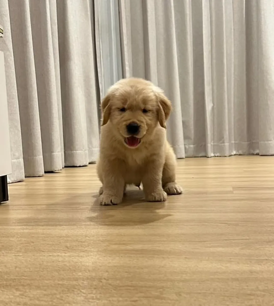 Sevimli Golden Retriever yavruları