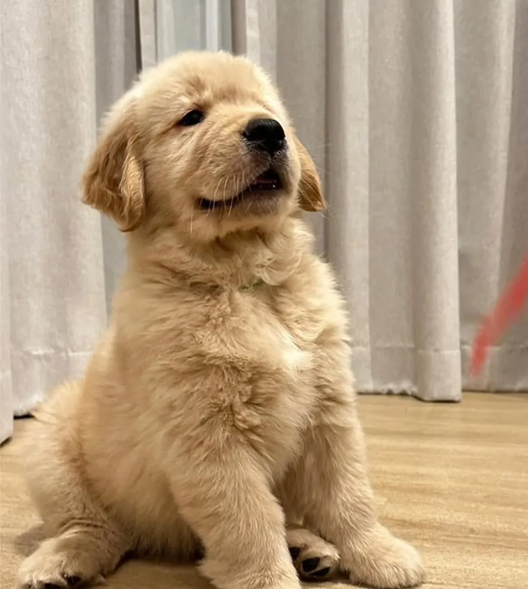Sevimli Golden Retriever yavruları