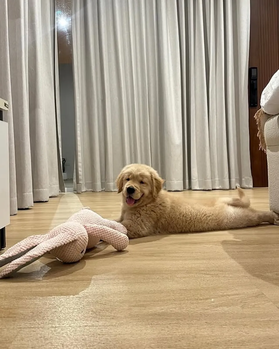 🐾 Büyüleyici Golden Retriever yavruları