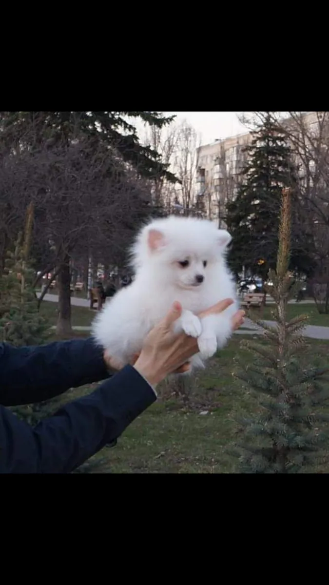 Mignons Chiots Spitz Nains disponibles pour adoption 