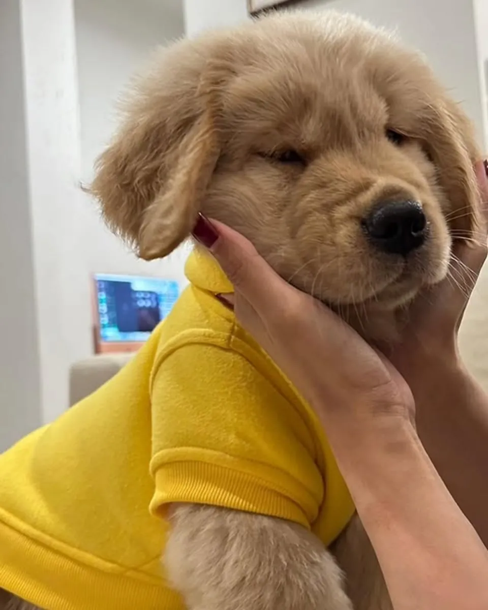 🐾 Sevimli Golden Retriever yavruları bir aile arıyor